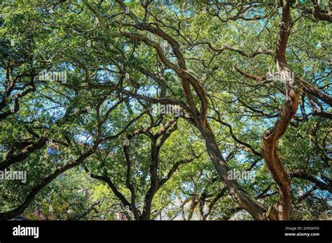 Canopy Of Live Oak Limbs Stock Photo Alamy