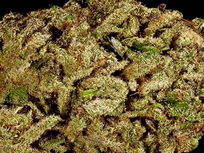 Marijuana Drogue Cannabis Strains Acheter