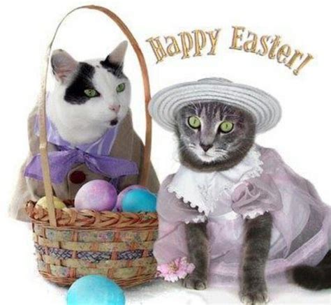 Happy Easter Easter Dog Easter Cats Cat Holidays