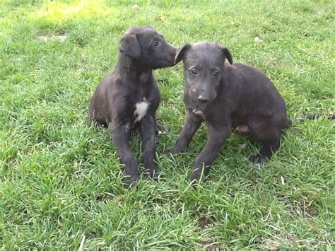Deerhound puppies will take you on a wild ride before they reach a gentle and laidback. Scottish Deerhound Info, Temperament, Puppies, Pictures