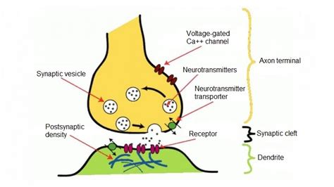 Neurotransmitters Definition 10 Main Types And Functions