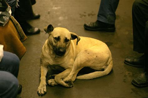 Canine Evolution The Subway Dogs Of Moscow Sheknows