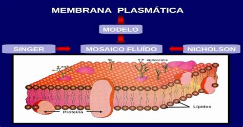 Singer Nicholson Proteína Lípidos Modelo Mosaico FluÍdo Glicocálix