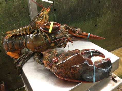 15 Lb Lob And 1 Lb Lobster Taking A Ride The Fresh Lobster Company