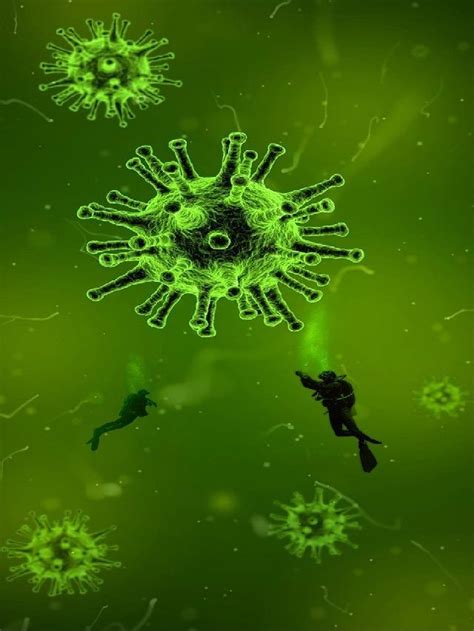 Powassan Virus Powv Causes Symptoms Treatment High Rated Gabru