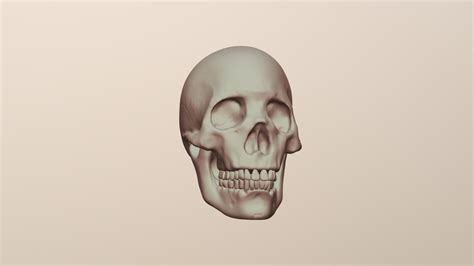 Skully Skull 3d Model By Sunnief A964f7c Sketchfab