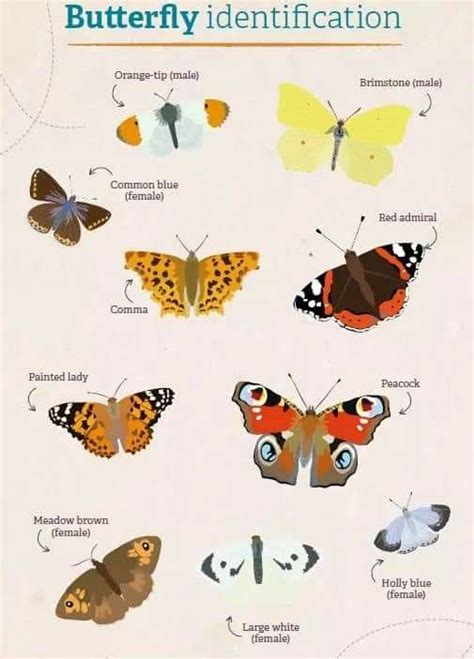 Pin By Christine Mc Grew On Identification Charts Butterfly Wildlife