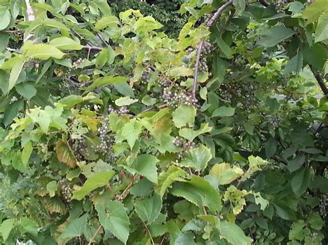 And they are a good choice to use as a natural. Teen Treks: New York-Montreal (NYM A5) is Making Their Way ...