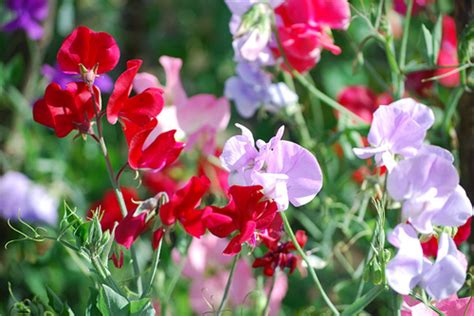 How To Grow Sweet Peas A Step By Step Guide Dengarden