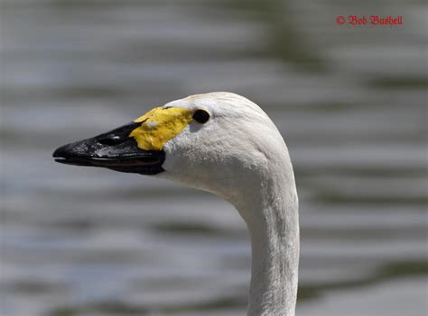 Listen to swans | soundcloud is an audio platform that lets you listen to what you love and share the sounds you create. Birds and Nature in the Forest of Dean: Different Swans
