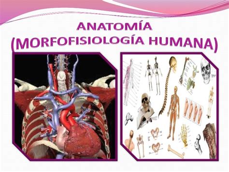 Anatomía Morfofisiología Humana