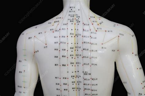 Human Model Showing Acupuncture Points Stock Image C0055711 Science Photo Library