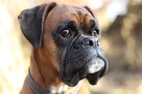 7 Types Of Boxer Dog Breeds