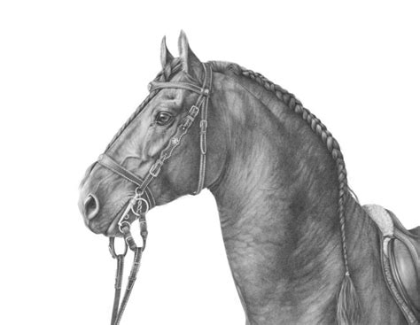 Friesian Horse Head Drawings