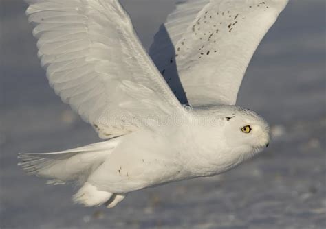 A Male Snowy Owl Bubo Scandiacus Flies Low Hunting Over An Open Sunny