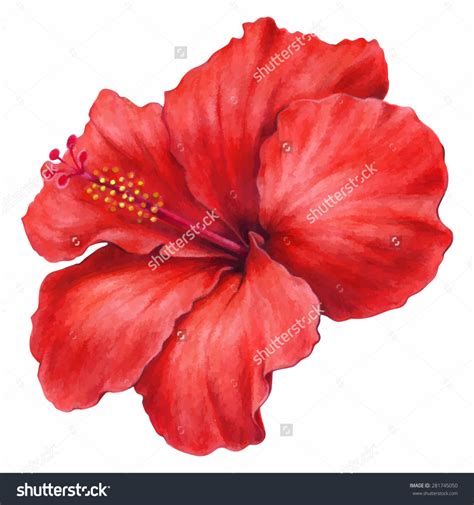 Draw The Longitudinal Section Of Hibiscus Flower Eveliza Tumisma