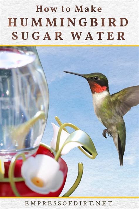 How To Make Hummingbird Food How To Make Hummingbird Nectar At Home And What To Avoid Fuller