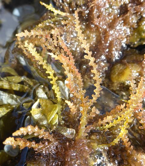 Di indonesia kermak memiliki nama tersendiri yaitu daun tolod. INFOMINA 8 Jenis-jenis Rumput Laut di Indonesia