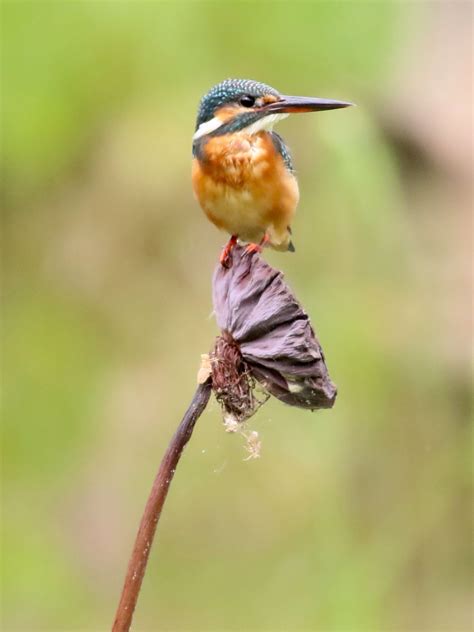 The Common Kingfisher Perched On A Lotus Pod Singapore