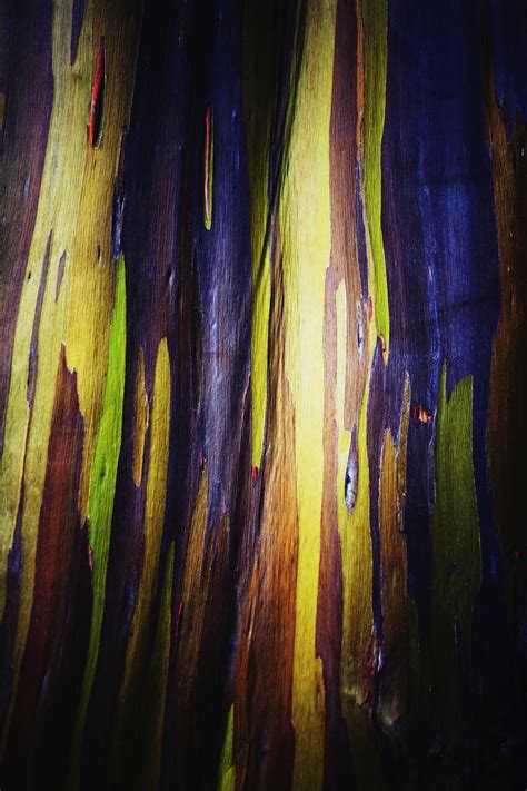 Colourful Bark On The Rainbow Eucalyptus Eucalyptus
