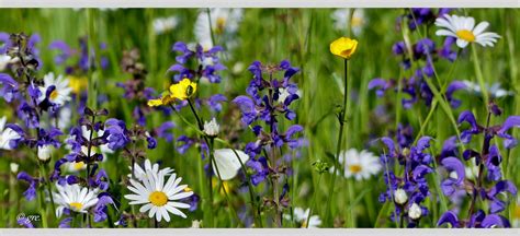 Blumenwiese Im Mai Foto And Bild Mai Natur Pflanzen Bilder Auf