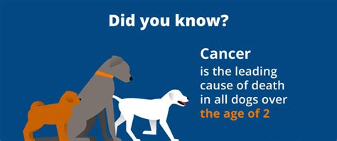Seizure of a dog causing death of or serious bodily injury to a person. Cancer in Dogs: Causes, Symptoms, & Treatments | Canna-Pet