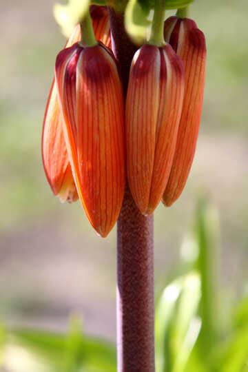 Flower Fritillaria Imperialis Free Images Pictures And Photos