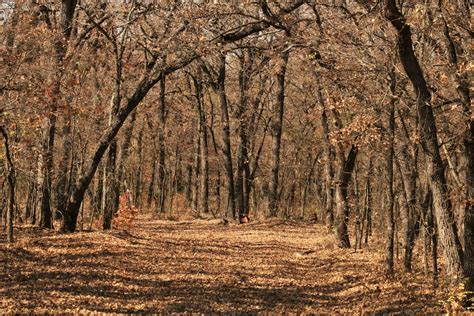 Autumn Path Through The Woods Free Stock Photo Public Domain Pictures