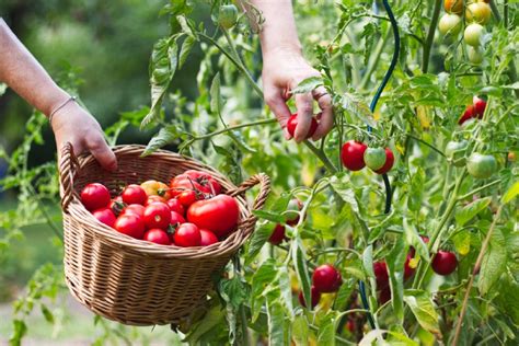 15 Common Tomato Gardening Mistakes That Most People Make