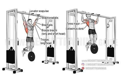 Weighted Pull Up Exercise Instructions And Video Weighttrainingguide