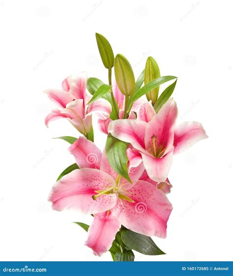 Pink Lilies Isolated On A White Background Stock Image Image Of