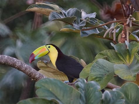 Keel Billed Toucan Belcampo Lodge Belize Mikes Birds Flickr