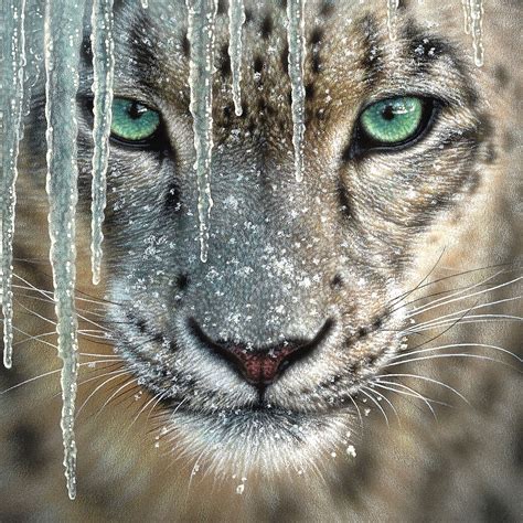 Snow Leopard Blue Ice Image Conscious