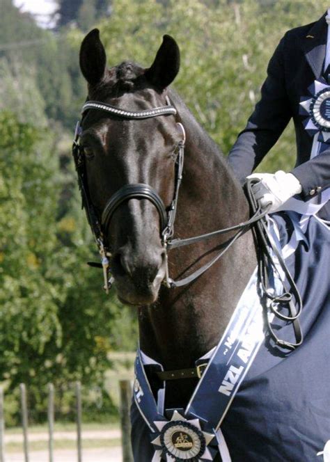Maybe you would like to learn more about one of these? Watermark Farm Happenings: Another rising FEI star for ...