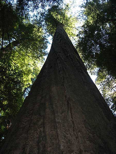 The Most Tallest Tree In The World