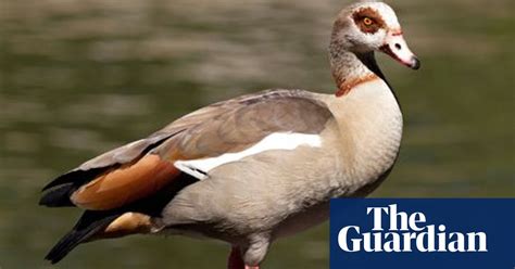 Specieswatch Egyptian Goose Birds The Guardian