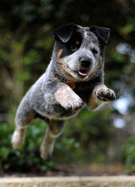 Blue Heeler Puppy Jump Heeler Puppies Cattle Dog Puppy