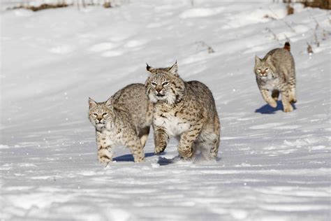 8 Fascinating Facts About Bobcats