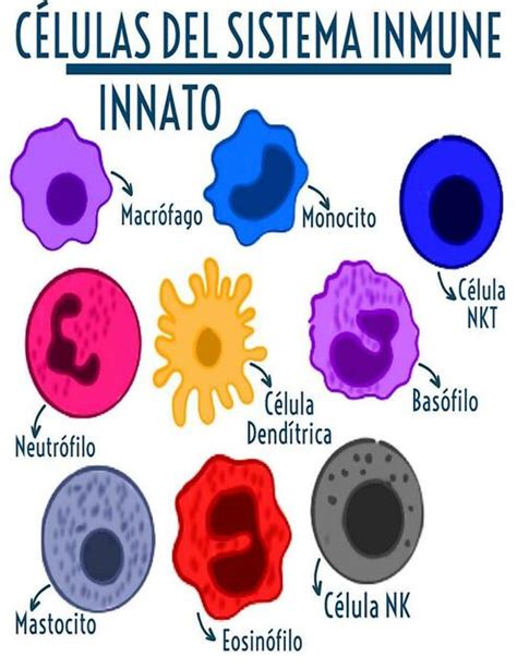 Células del sistema inmune innato fraii uDocz