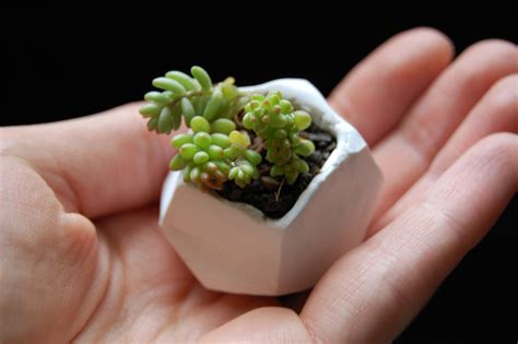 Diy Tiny Polymer Clay Plant Pots Diy In Pdx