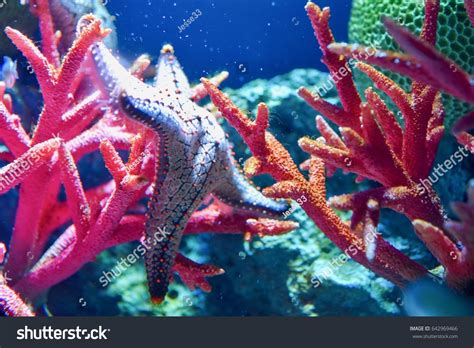 Colorful Starfish Sea Life Bangkok Ocean Stock Photo