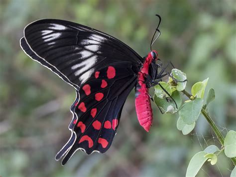 Red And Black Butterflies