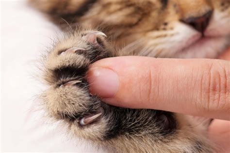 6 Cat Friendly Alternatives To Declawing