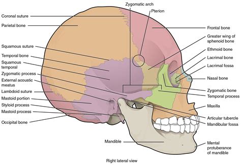 This Image Shows The Lateral View Of The Human Skull And
