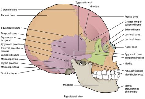 The Skull Anatomy And Physiology