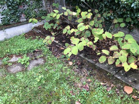 Japanese Knotweed Removal Cornwall0176