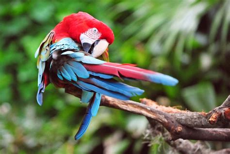 Macaws List Of Types Facts Care As Pets Pictures