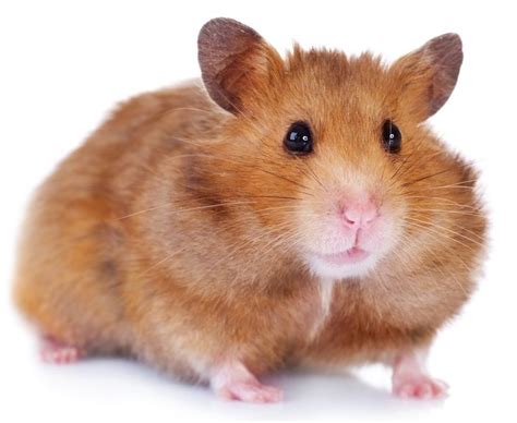 What Species Of Hamster Should I Get Hamster Hamsters As Pets