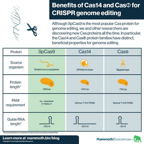 Expanding The Possibilities Of CRISPR Genome Editing With Cas14 And