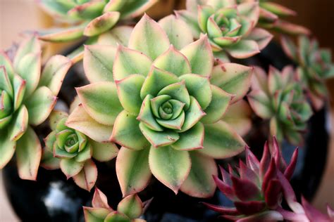 Plants planting flowers inside plants trendy plants houseplants succulents green plants hanging plants plant life. Free Images : nature, cactus, petal, green, botany ...